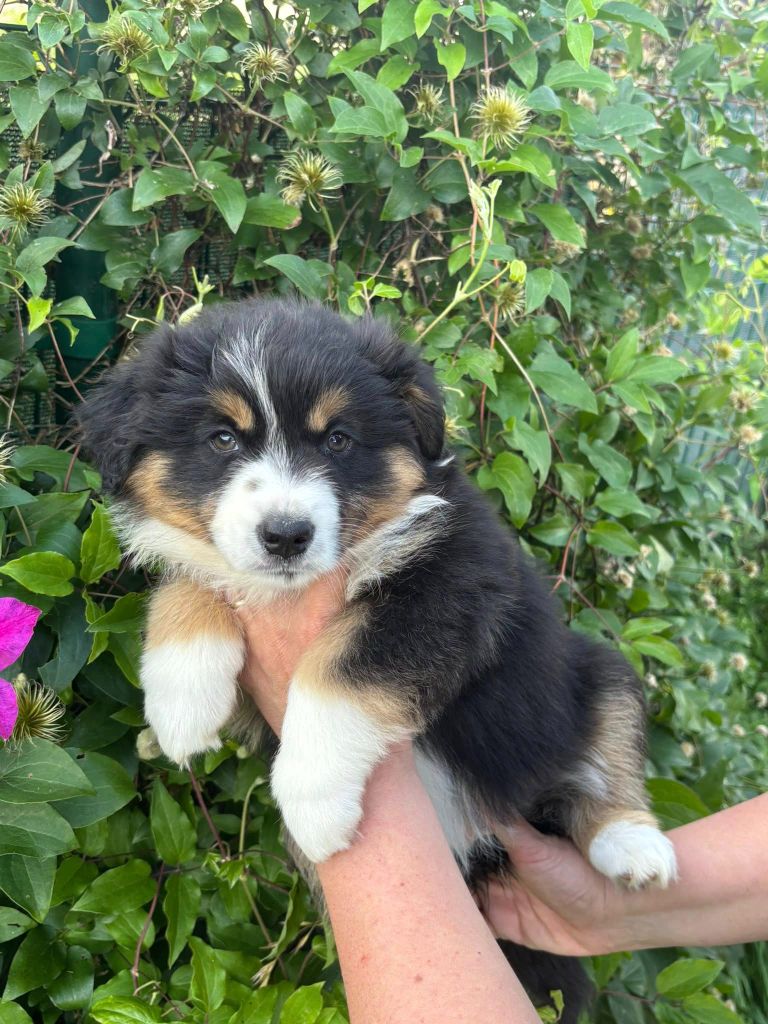 Des Seigneurs De Morlanne - Chiots disponibles - Berger Américain Miniature 
