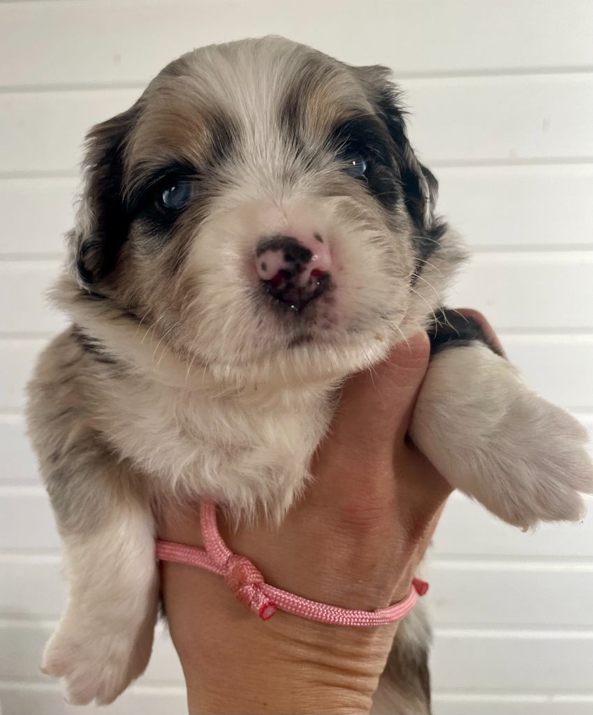 Des Seigneurs De Morlanne - Chiots disponibles - Berger Américain Miniature 