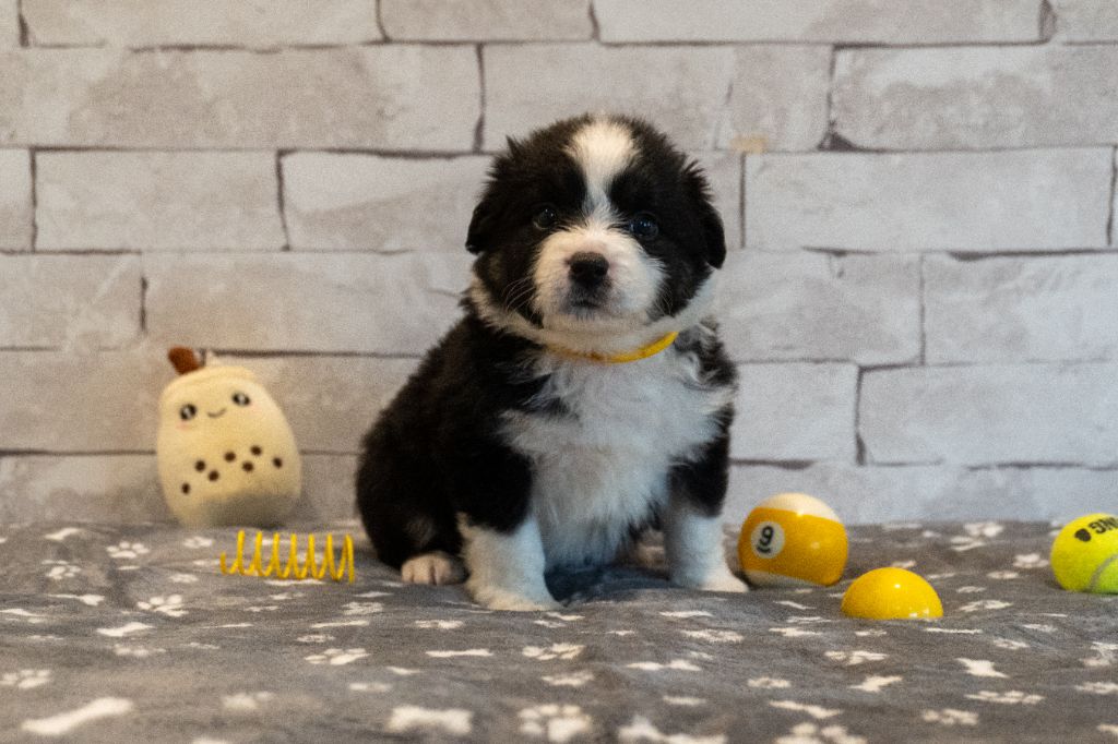 Des Seigneurs De Morlanne - Chiots disponibles - Berger Américain Miniature 