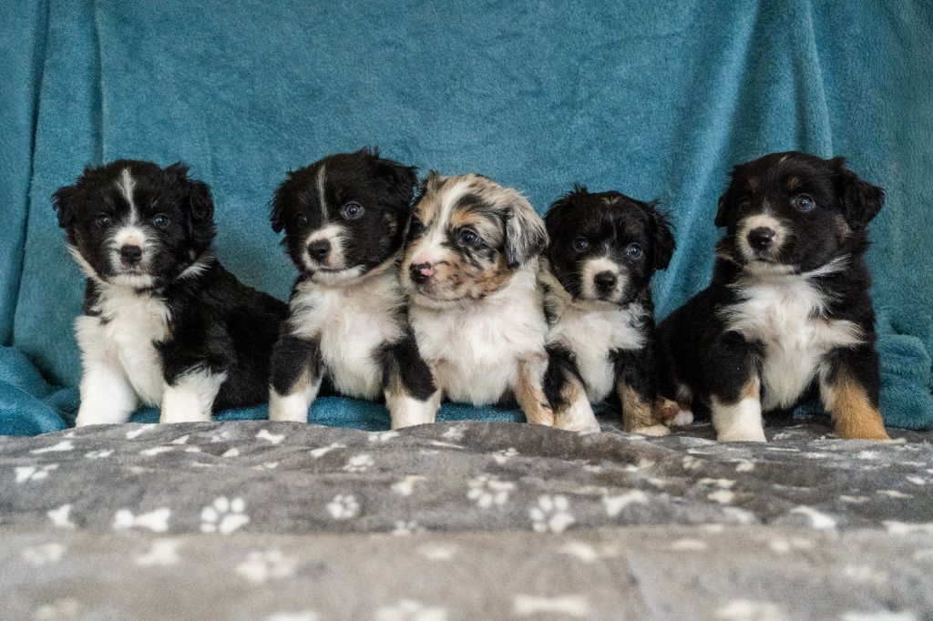 Des Seigneurs De Morlanne - Berger Américain Miniature  - Portée née le 19/10/2025