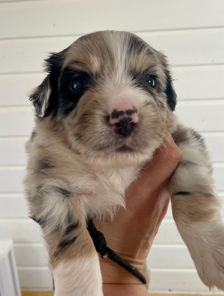 Des Seigneurs De Morlanne - Chiots disponibles - Berger Américain Miniature 