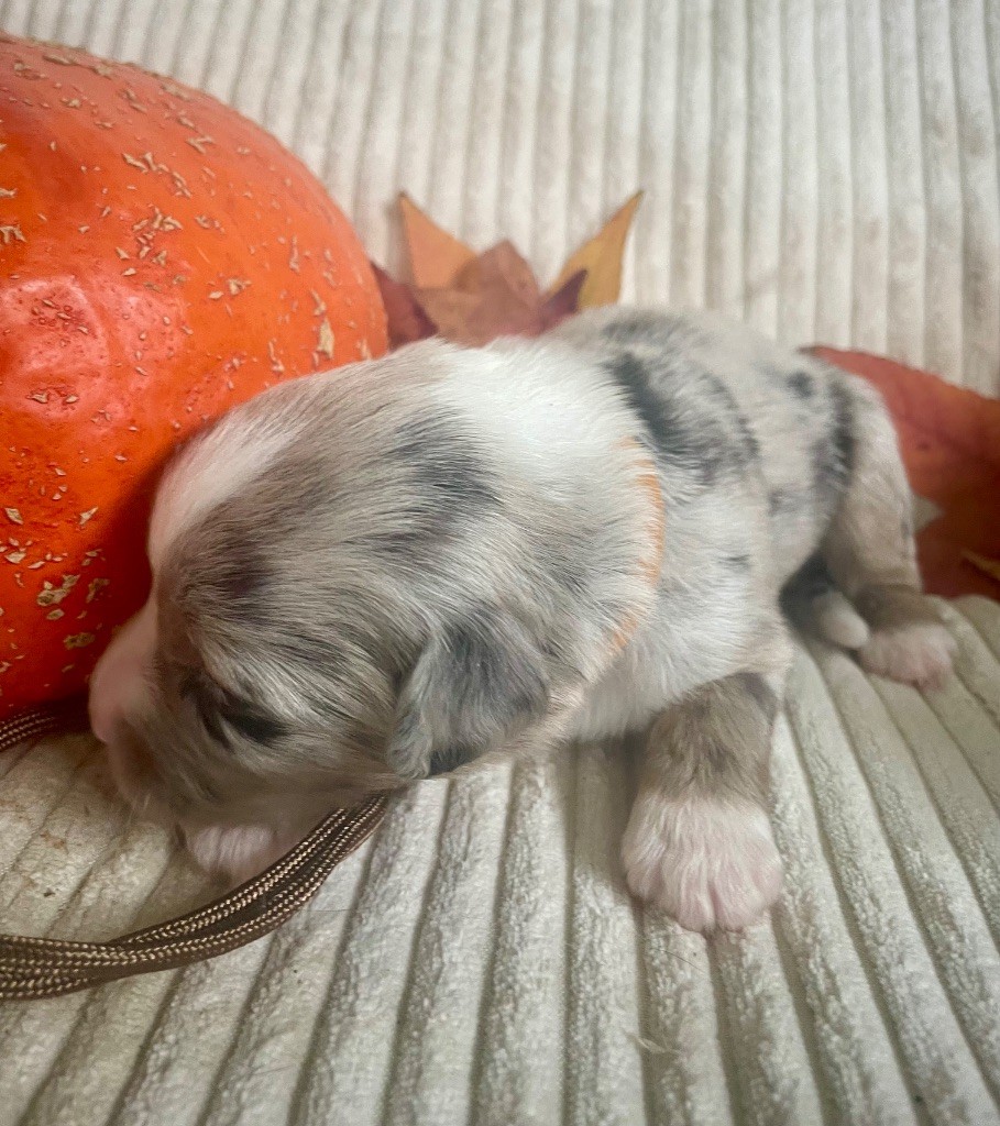 Des Seigneurs De Morlanne - Chiots disponibles - Berger Américain Miniature 