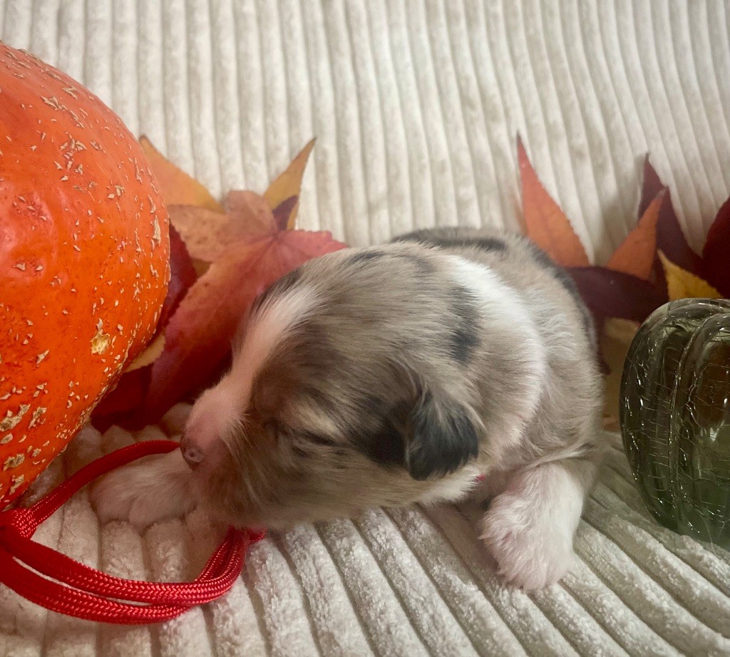 Des Seigneurs De Morlanne - Chiots disponibles - Berger Américain Miniature 