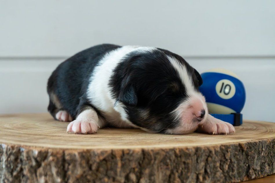 Des Seigneurs De Morlanne - Chiots disponibles - Berger Américain Miniature 