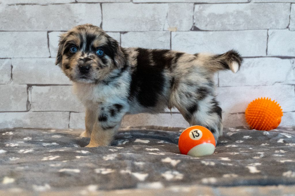 Des Seigneurs De Morlanne - Chiots disponibles - Berger Américain Miniature 