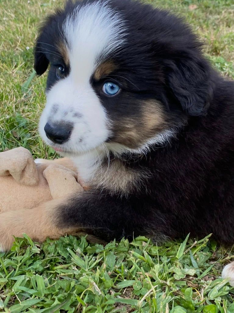 Des Seigneurs De Morlanne - Chiots disponibles - Berger Américain Miniature 