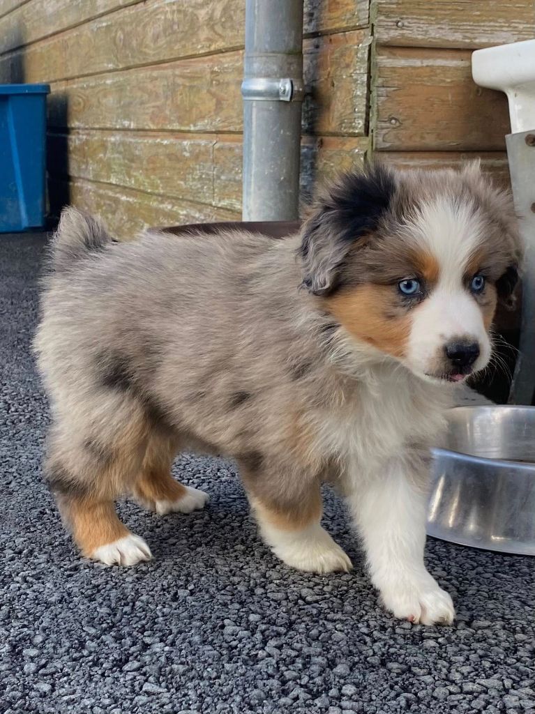 Des Seigneurs De Morlanne - Chiots disponibles - Berger Américain Miniature 