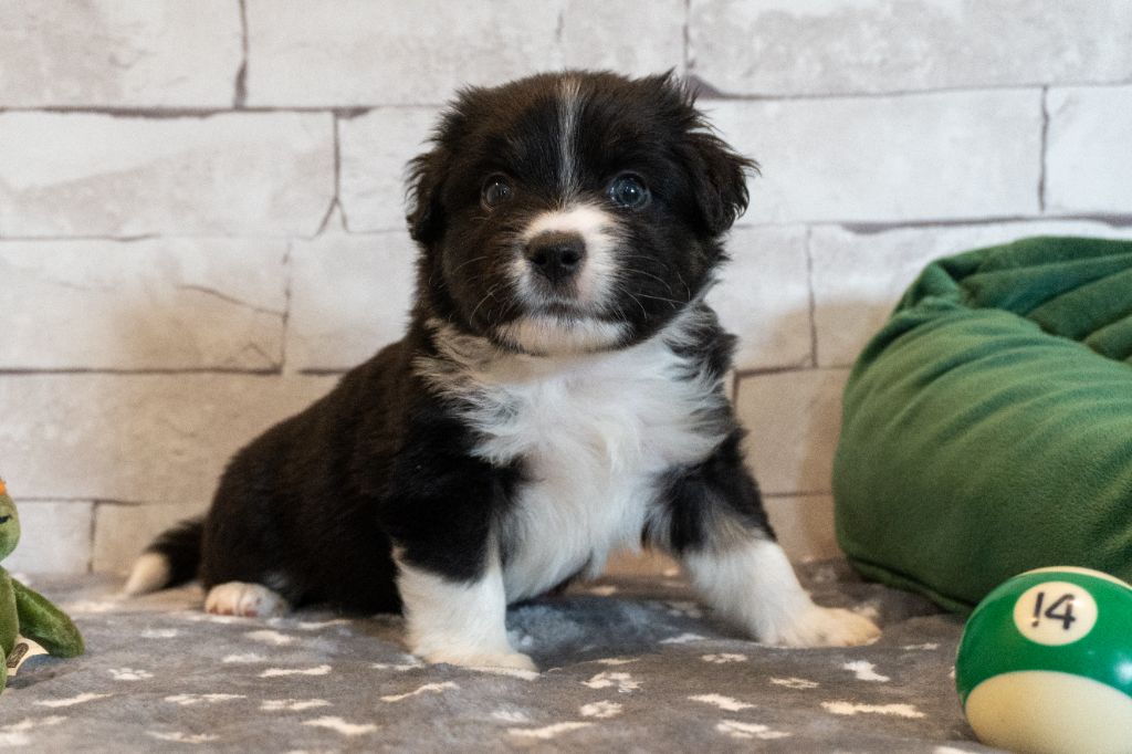 Des Seigneurs De Morlanne - Chiots disponibles - Berger Américain Miniature 